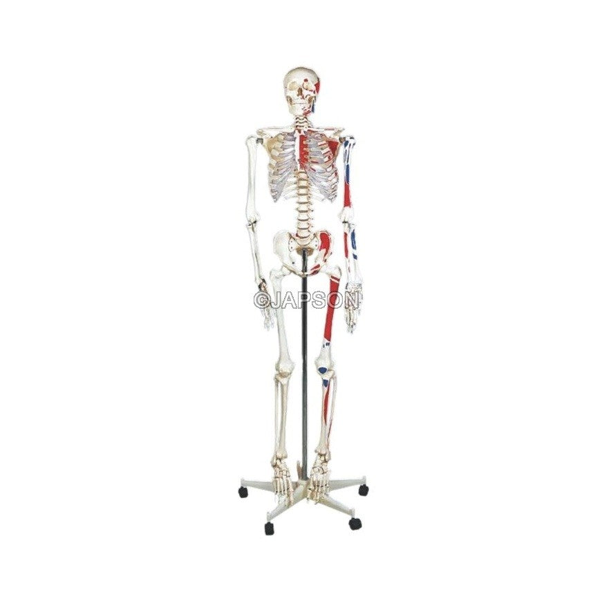 Human Skeleton Model, Painted, Life Size Human Skeleton Model, Painted, Life Size